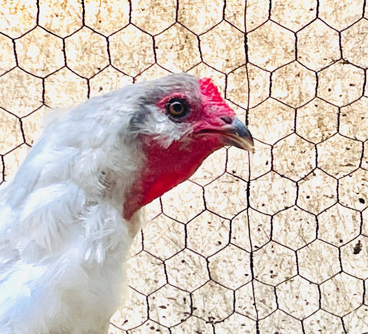 Meet Butter The Chicken.